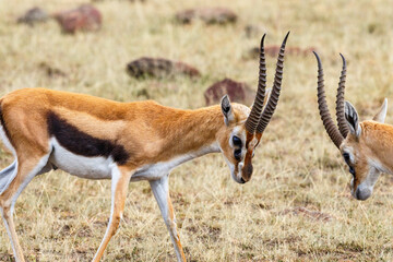 Two males Thomson's gazelle judging each other