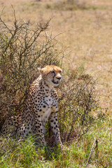 Tired Cheetah sitting at a bush and resting