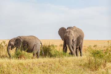 Naklejka na ściany i meble Two grazing Elephants on the African savannah