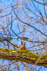 Squirrel on a tree branch looking at the camera