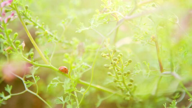 Flowers of a common fumitory (fumaria officinalis).