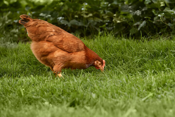 Brown chicken picking in the grass in the garden