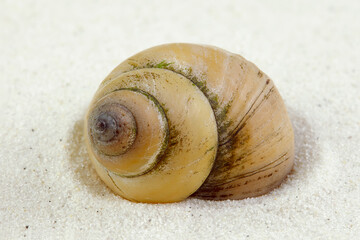 White wizard snail in studio against white background