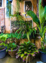 Various tropical plants in large pots stand against the wall for decoration.