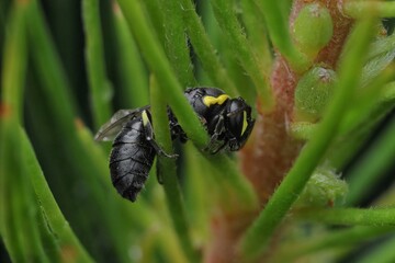 Masked Bee Weathering a Storm