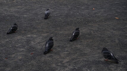 公園に群れる鳩