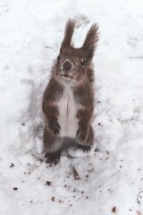 Fototapeta premium squirrel in the snow