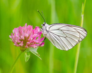 Aporia crataegi