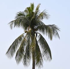 Fototapeta na wymiar Closeup shot of a Coconut tree
