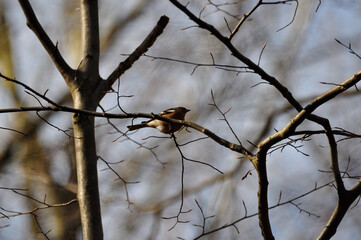 Buchfink in Norddeutschland - North-Germany