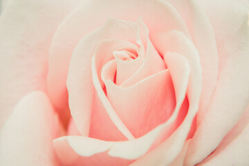 pink rose closeup background