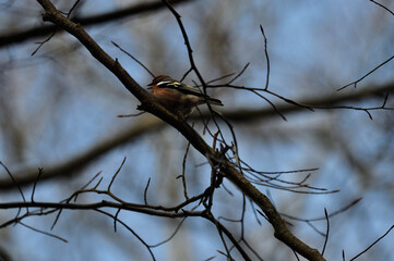Buchfink in Norddeutschland - North-Germany