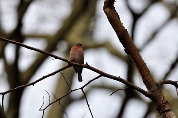Buchfink in Norddeutschland - North-Germany