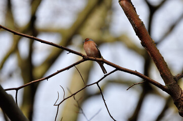 Buchfink in Norddeutschland - North-Germany