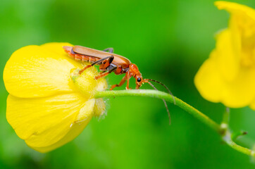 Rhagonycha