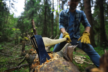 Male worker with an ax chopping a tree in the forest.