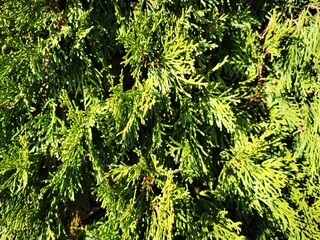 green moss background