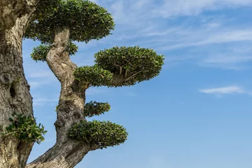 Schilderijen op glas Close-up of textured beautiful branches with trimmed smal leaves bonsai olive tree (Olea europaea) on blue sky in city park Krasnodar. Public 'Galitsky park' in sunny autumn 2020 © MarinoDenisenko