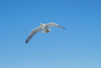 Evia island, Greece - June 28. 2020: Sea gull in a natural environment 