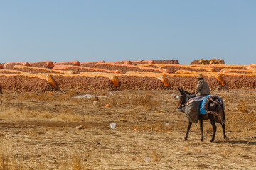 Morocco, animals in the field