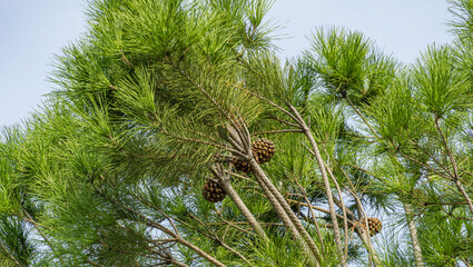Close-up beautiful Italian stone pine tree (Pinus pinea) with lush needles and cones in public landscape city Park Krasnodar or Galitsky Park in sunny autumn 2020.