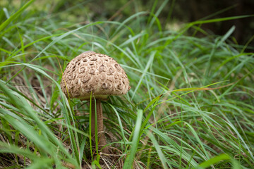 mushrooms (macrolepiota procera) grown up inside a forest in Dolomites