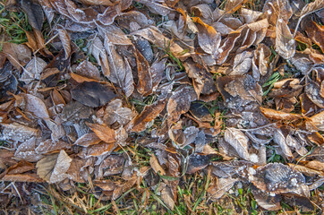 Frost, snow, on colorful autumn leaves that have fallen on forest ground