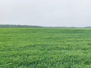 Fototapeta premium green field and blue sky