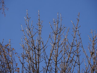 branches against blue sky