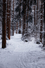 Winter forest. Landscape of the park in winter. Snow-covered trees at the edge.