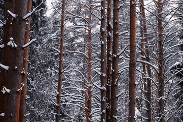 Fototapeta premium Winter forest. Landscape of the park in winter. Snow-covered trees at the edge.