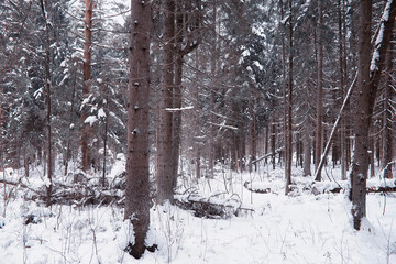 Winter forest landscape. Tall trees under snow cover. January frosty day in the park.