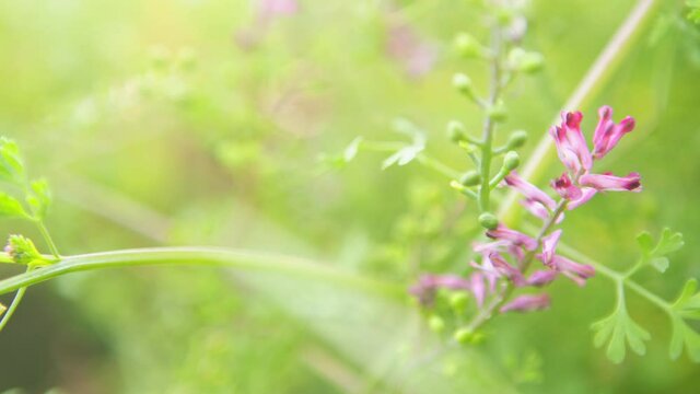 Common fumitory, drug fumitory or earth smoke.