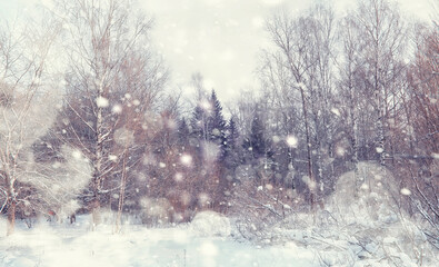 Obraz premium Winter forest landscape. Tall trees under snow cover. January frosty day in the park.