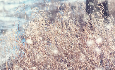 Winter forest landscape. Tall trees under snow cover. January frosty day in the park.
