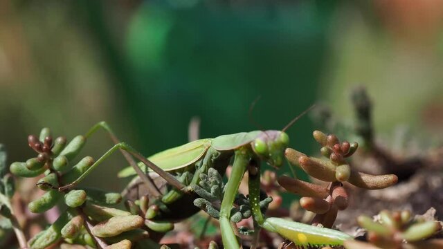 Europ&auml;ische Gottesanbeterin (Mantis religiosa)
