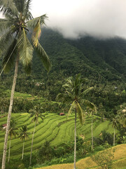 rice terraces in island