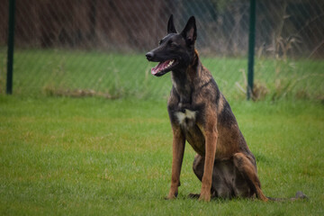 Portrait of belgian shepherd malinois in agility park. She is looking on her big sister.