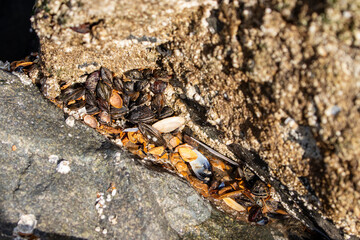 Des coquillages sur le brise-lame