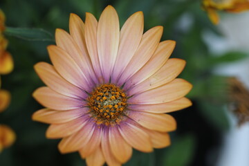 Obraz premium margaritas amarilla