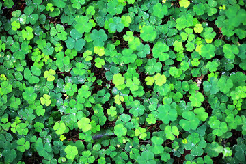 Background from plant clover four leaf. Irish traditional symbol. St.Patrick 's Day.