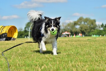 Portrait of border collie in agility park. She is looking on her big sister.