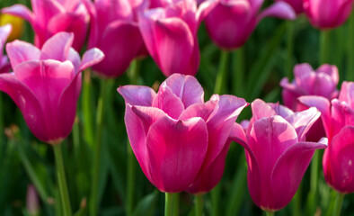 Tulip season. Harvest Mix tulips flowers.