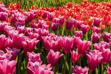 Tulip field close up view mix purple red tulips