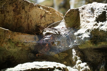 Bonampak, Yaxchilán, mexico, forest, messico, chiapas, nature, , environment, traveling, landscape, temples, pyramid, maya, ancient, buildings, tree