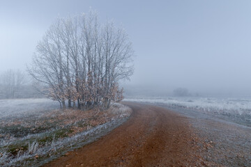 Paisaje de niebla con camino congelado, campo helado y árboles blancos por el frío de invierno.