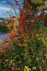 Rote Beeren am Strauch