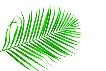 palm leaf isolated on white background