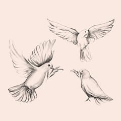 Peace bird, dove, art, water color drawing	