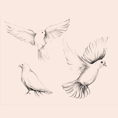 Peace bird, dove, art, water color drawing	